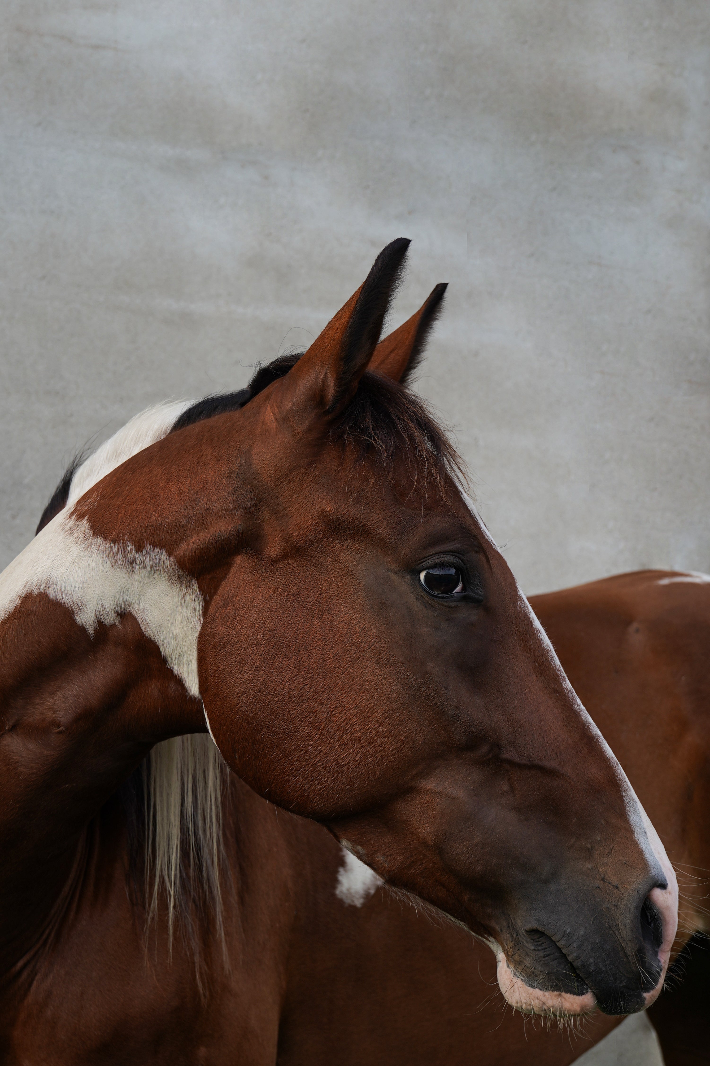 Paint horse