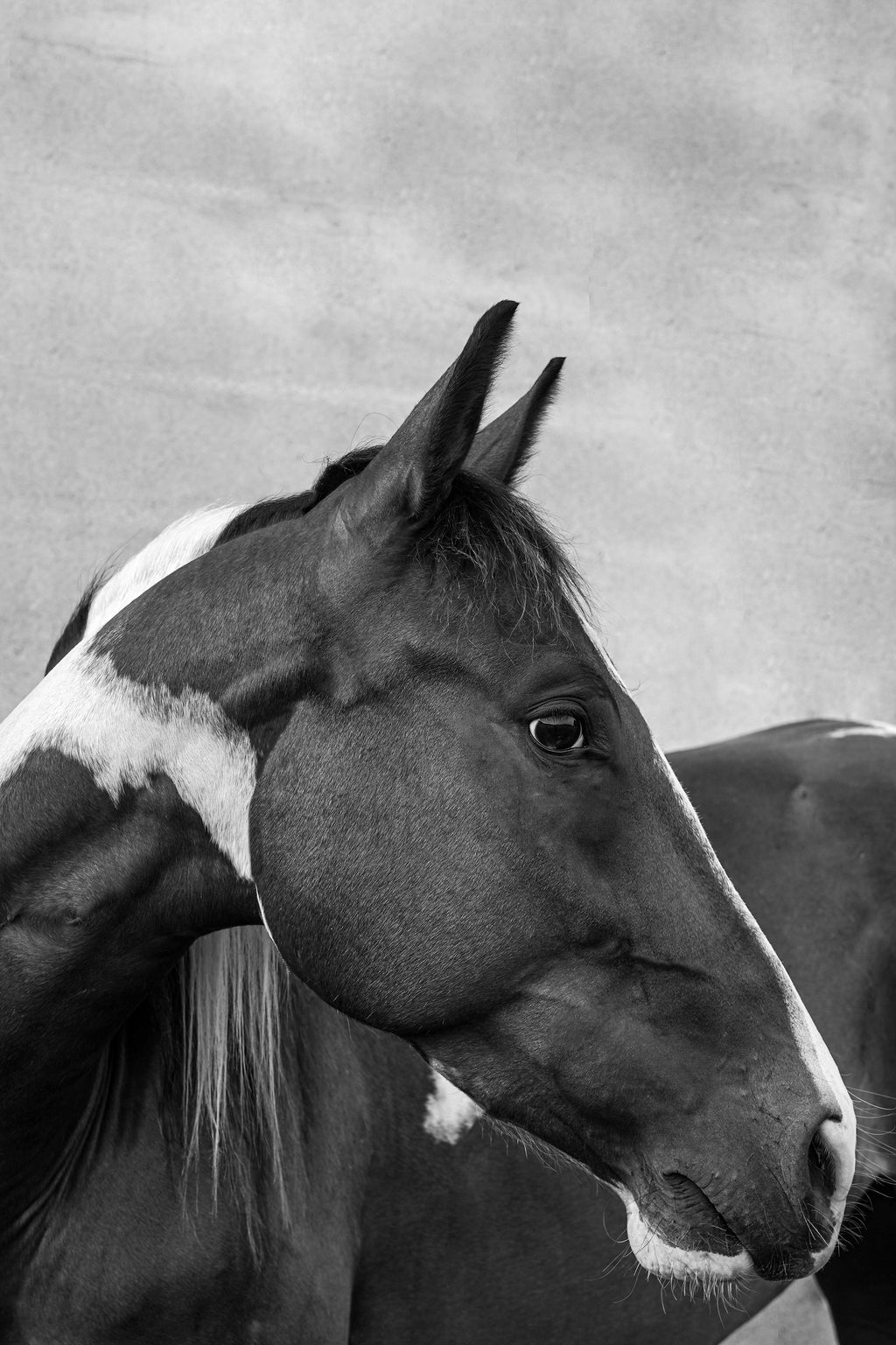 Paint horse