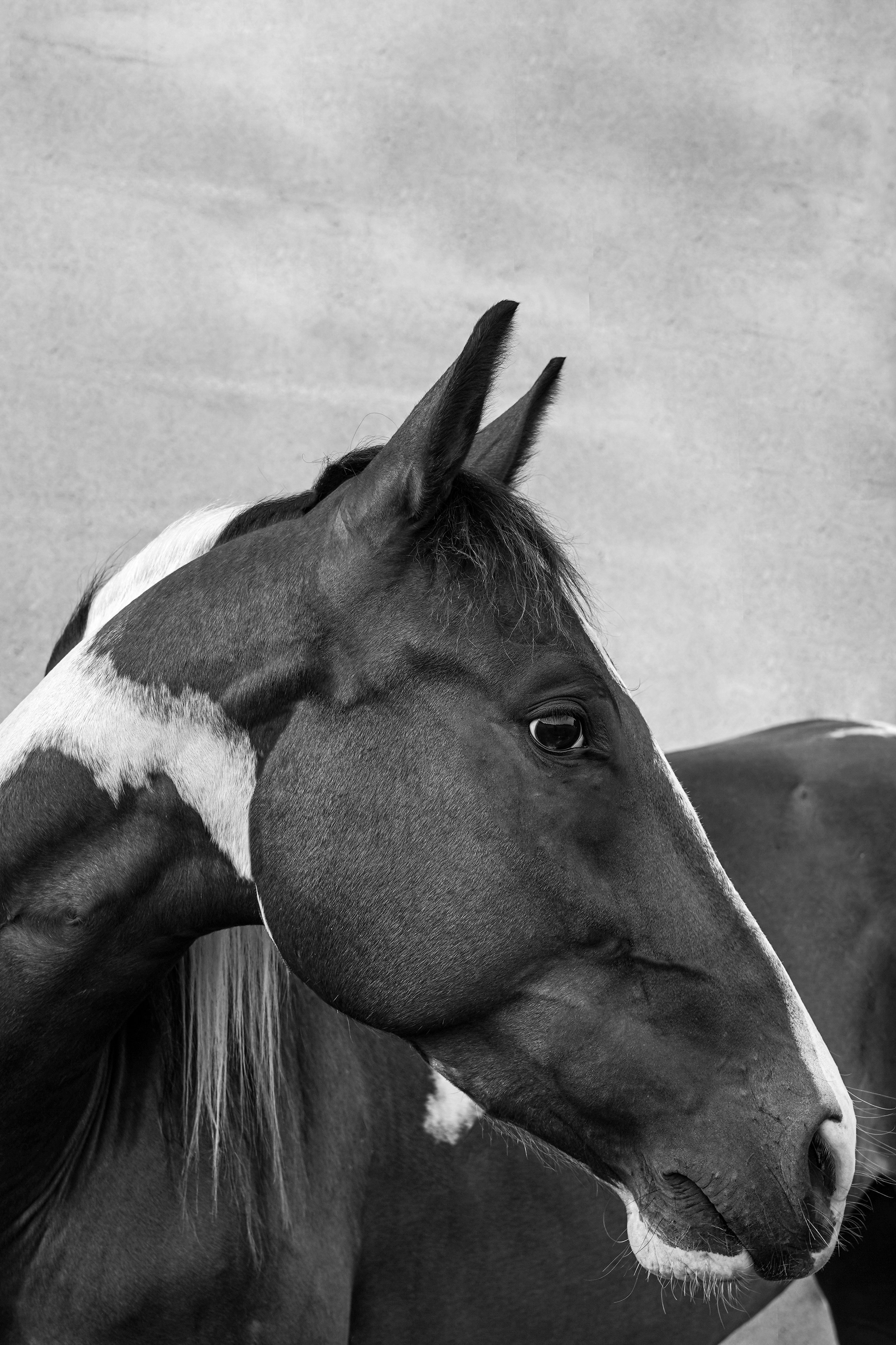 Paint horse
