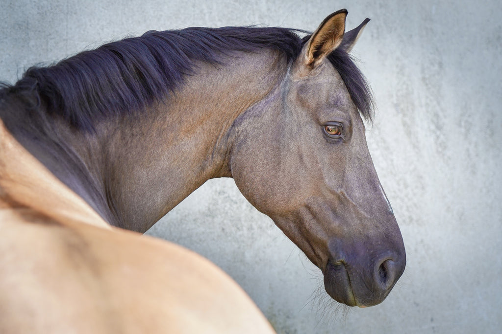 Roano